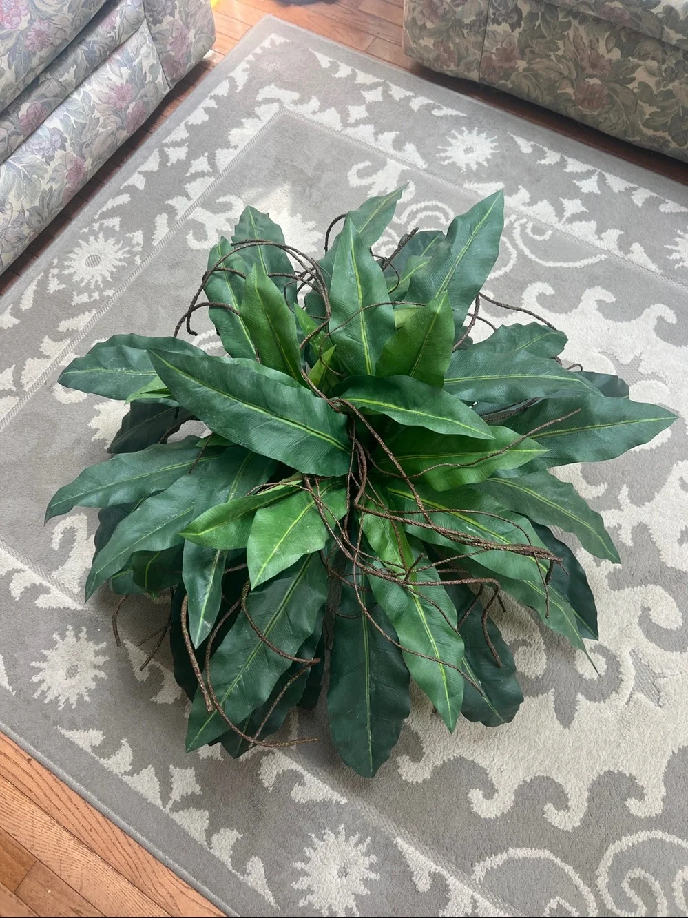 Artificial Bird's Nest Fern (Asplenium nidus) featuring wide, strap-like fronds